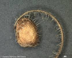 Attēlu rezultāti vaicājumam “Geranium dissectum fruit”