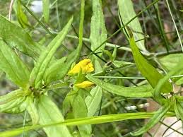 Attēlu rezultāti vaicājumam “Melampyrum sylvaticum”