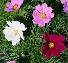 Image result for Schmuckkörbchen