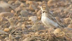 Image result for Calandrella brachydactyla