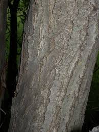 Attēlu rezultāti vaicājumam “Salix pentandra fruit”