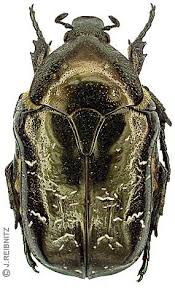 Attēlu rezultāti vaicājumam “Liocola lugubris”