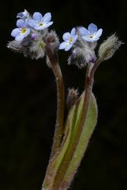Attēlu rezultāti vaicājumam “Myosotis sparsiflora leaf”