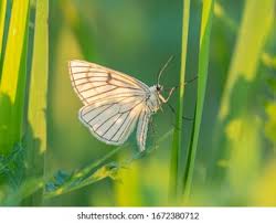 Attēlu rezultāti vaicājumam “Siona lineata”