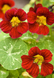 Image result for Tropaeolum minus