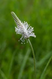 Attēlu rezultāti vaicājumam “Plantago media flower”