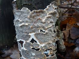 Attēlu rezultāti vaicājumam “Stereum rugosum”