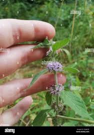 Attēlu rezultāti vaicājumam “Mentha x verticillata leaf”