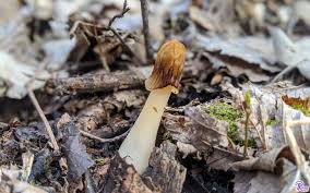 Attēlu rezultāti vaicājumam “Verpa bohemica”