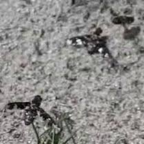 Attēlu rezultāti vaicājumam “Exoprosopa capucina”