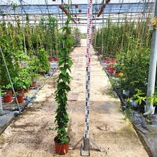 Attēlu rezultāti vaicājumam “Lonicera caprifolium”