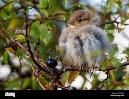 Attēlu rezultāti vaicājumam “Passer domesticus juvenile”