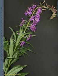 Image result for Epilobium angustifolium