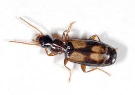 Attēlu rezultāti vaicājumam “Calodromius spilotus”