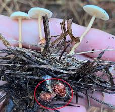 Attēlu rezultāti vaicājumam “Collybia tuberosa”