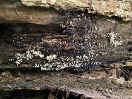 Attēlu rezultāti vaicājumam “Diachea sp.”