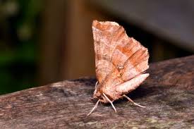 Attēlu rezultāti vaicājumam “Colostygia pectinataria male”