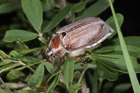 Attēlu rezultāti vaicājumam “Melolontha hippocastani imago”