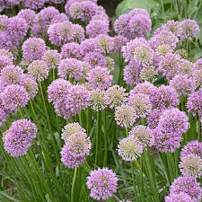 Attēlu rezultāti vaicājumam “Allium holandicum flower”