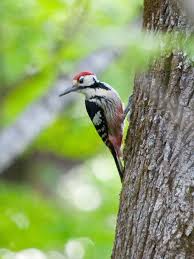 Attēlu rezultāti vaicājumam “Dendrocopos leucotos female”