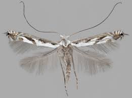 Attēlu rezultāti vaicājumam “Lyonetiidae”