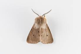 Attēlu rezultāti vaicājumam “Diaphora mendica”