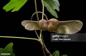 Attēlu rezultāti vaicājumam “Acer campestre fruit”