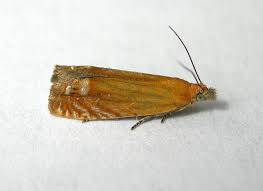 Attēlu rezultāti vaicājumam “Lathronympha strigana”