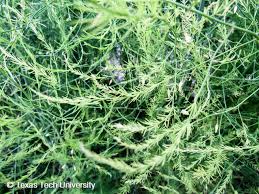 Attēlu rezultāti vaicājumam “Asparagus officinalis leaf”