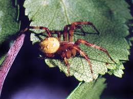 Attēlu rezultāti vaicājumam “Araneus quadratus male”