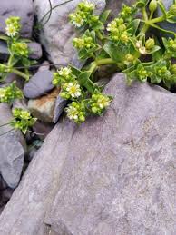Attēlu rezultāti vaicājumam “Honckenya peploides flower”