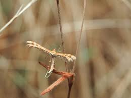 Attēlu rezultāti vaicājumam “Cnaemidophorus rhododactyla”