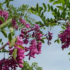 Attēlu rezultāti vaicājumam “Robinia pseudoacacia flower”