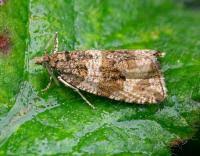 Attēlu rezultāti vaicājumam “Orthotaenia undulana”