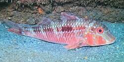 Image result for Pseudupeneus maculatus