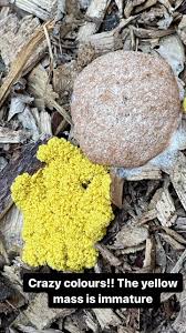 Attēlu rezultāti vaicājumam “Fuligo licentii spores”