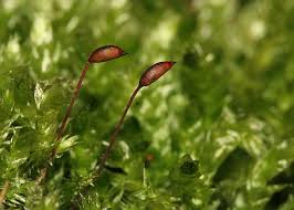 Attēlu rezultāti vaicājumam “Brachythecium rutabulum sporophyte”