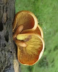 Attēlu rezultāti vaicājumam “Gymnopilus picreus”