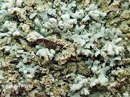 Attēlu rezultāti vaicājumam “Physcia adscendens”