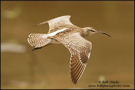 Attēlu rezultāti vaicājumam “Numenius phaeopus adult”