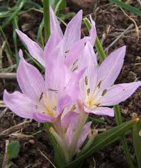 Attēlu rezultāti vaicājumam “Colchicum szovitsii subsp. szovitsii”
