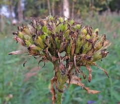 Attēlu rezultāti vaicājumam “Silene borysthenica bud”
