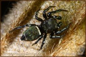 Attēlu rezultāti vaicājumam “Heliophanus sp.”