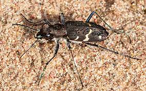 Attēlu rezultāti vaicājumam “Cicindela sylvatica”