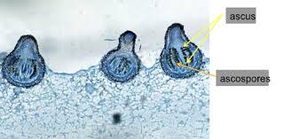 Attēlu rezultāti vaicājumam “Sordaria fimicola”
