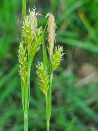 Attēlu rezultāti vaicājumam “Carex caryophyllea leaf”