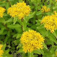 Attēlu rezultāti vaicājumam “Sedum aizoon”