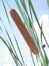 Attēlu rezultāti vaicājumam “Typhaceae”