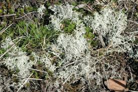 Attēlu rezultāti vaicājumam “Cladonia ciliata”