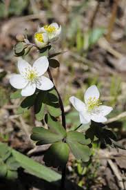 Attēlu rezultāti vaicājumam “Isopyrum thalictroides flower”